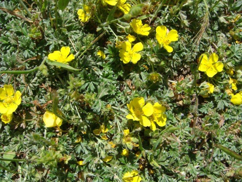 Potentilla calabra o P. argentea?